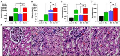 Molybdenum and Cadmium Co-induce Mitochondrial Quality Control Disorder via FUNDC1-Mediated Mitophagy in Sheep Kidney